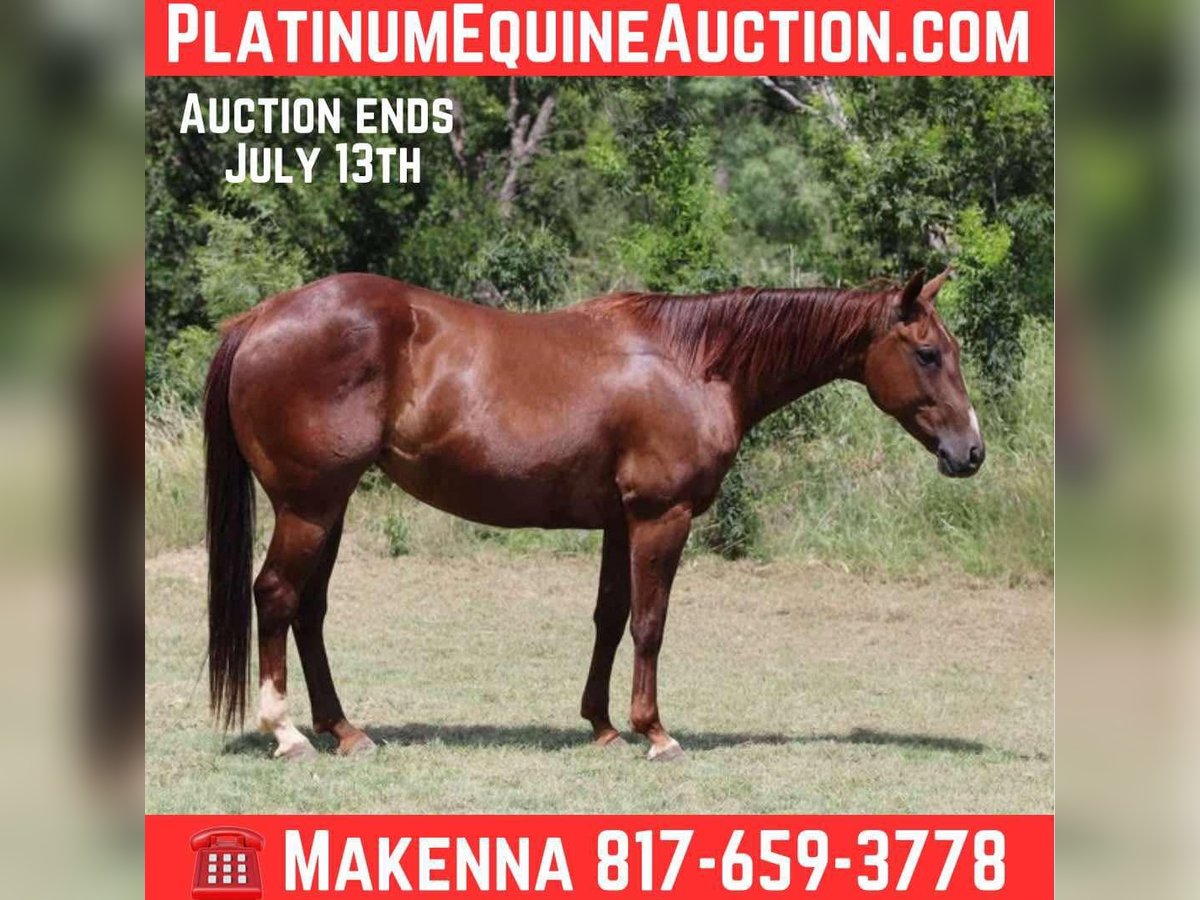 American Quarter Horse Castrone 11 Anni 147 cm Sauro scuro in Lipan TX