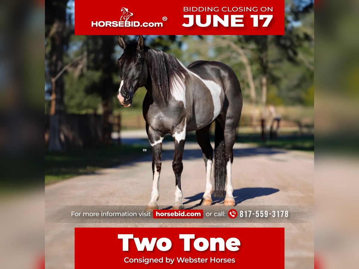 American Quarter Horse Castrone 11 Anni 147 cm Tobiano-tutti i colori in Lipan, TX