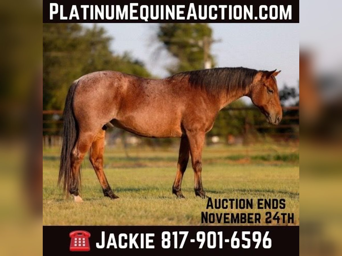 American Quarter Horse Castrone 11 Anni 150 cm Baio ciliegia in Weatherford TX