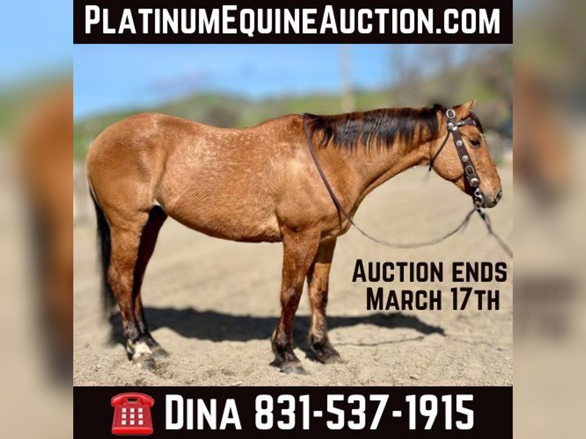 American Quarter Horse Castrone 11 Anni 150 cm Falbo in Paicines CA