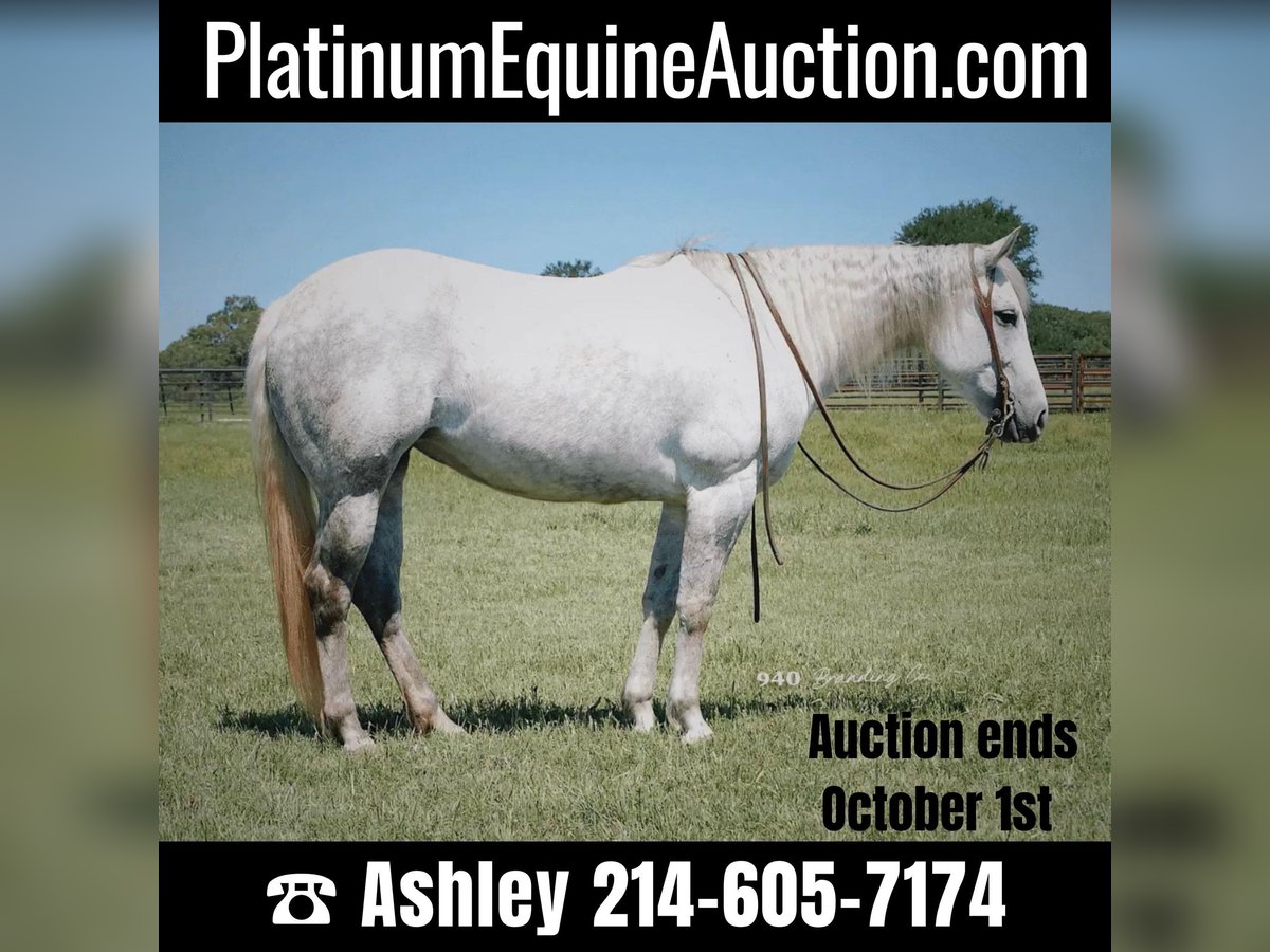 American Quarter Horse Castrone 11 Anni 150 cm Grigio in Weatherford TX