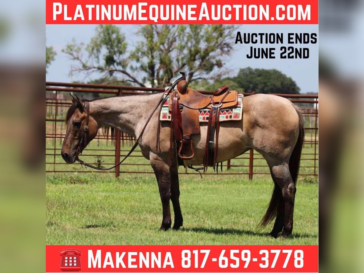 American Quarter Horse Castrone 11 Anni 150 cm Grullo in Lipan TX