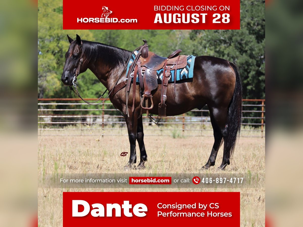 American Quarter Horse Castrone 11 Anni 150 cm Morello in Jacksboro, TX