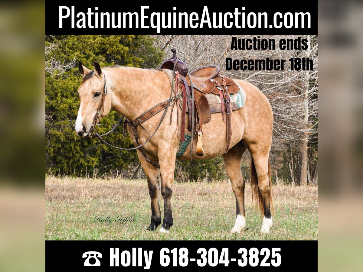 American Quarter Horse Castrone 11 Anni 150 cm Pelle di daino in Greenville Ky