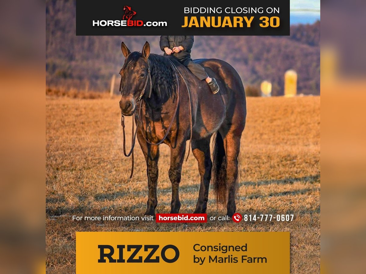 American Quarter Horse Castrone 11 Anni 150 cm Pelle di daino in Rebersburg, PA