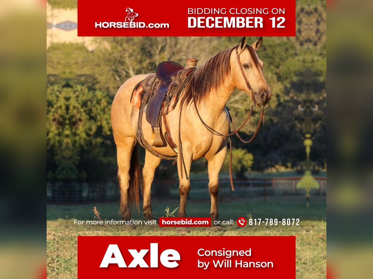 American Quarter Horse Castrone 11 Anni 150 cm Pelle di daino in Joshua, TX