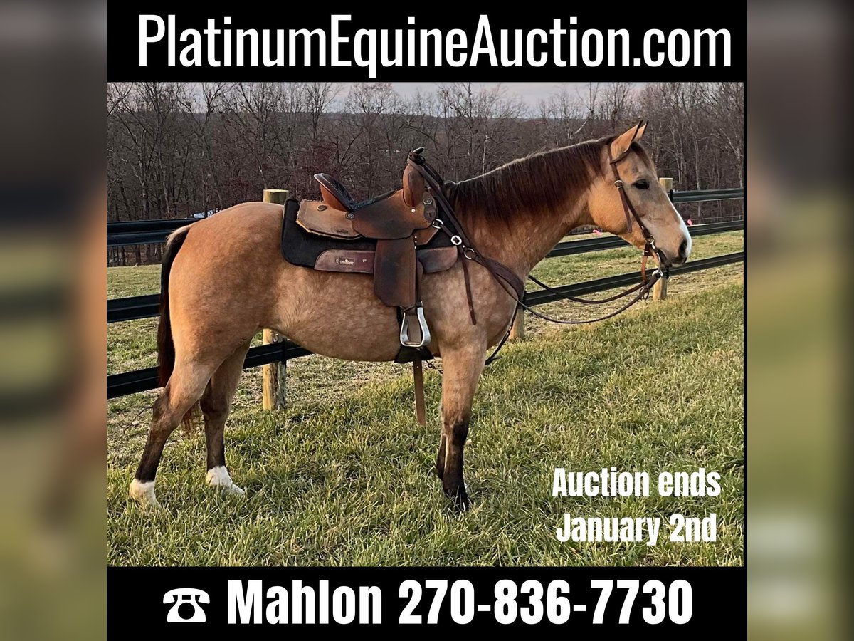 American Quarter Horse Castrone 11 Anni 150 cm Pelle di daino in Crofton, KY