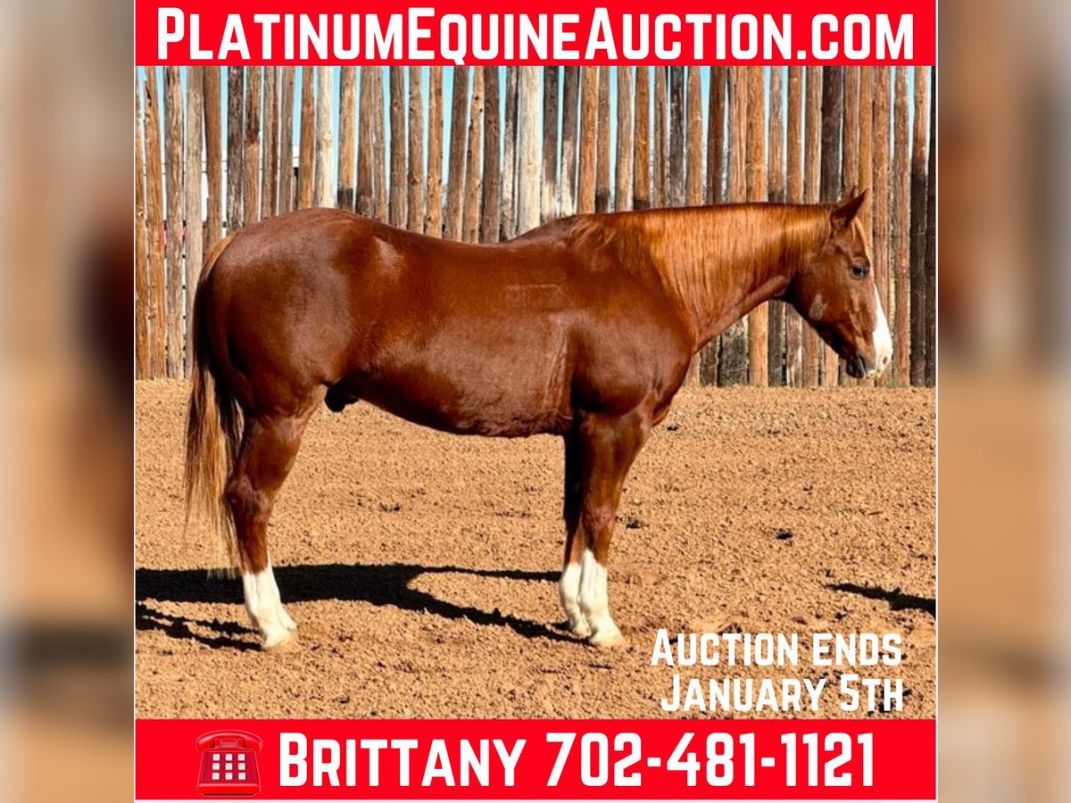 American Quarter Horse Castrone 11 Anni 150 cm Sauro scuro in Stephenville TX