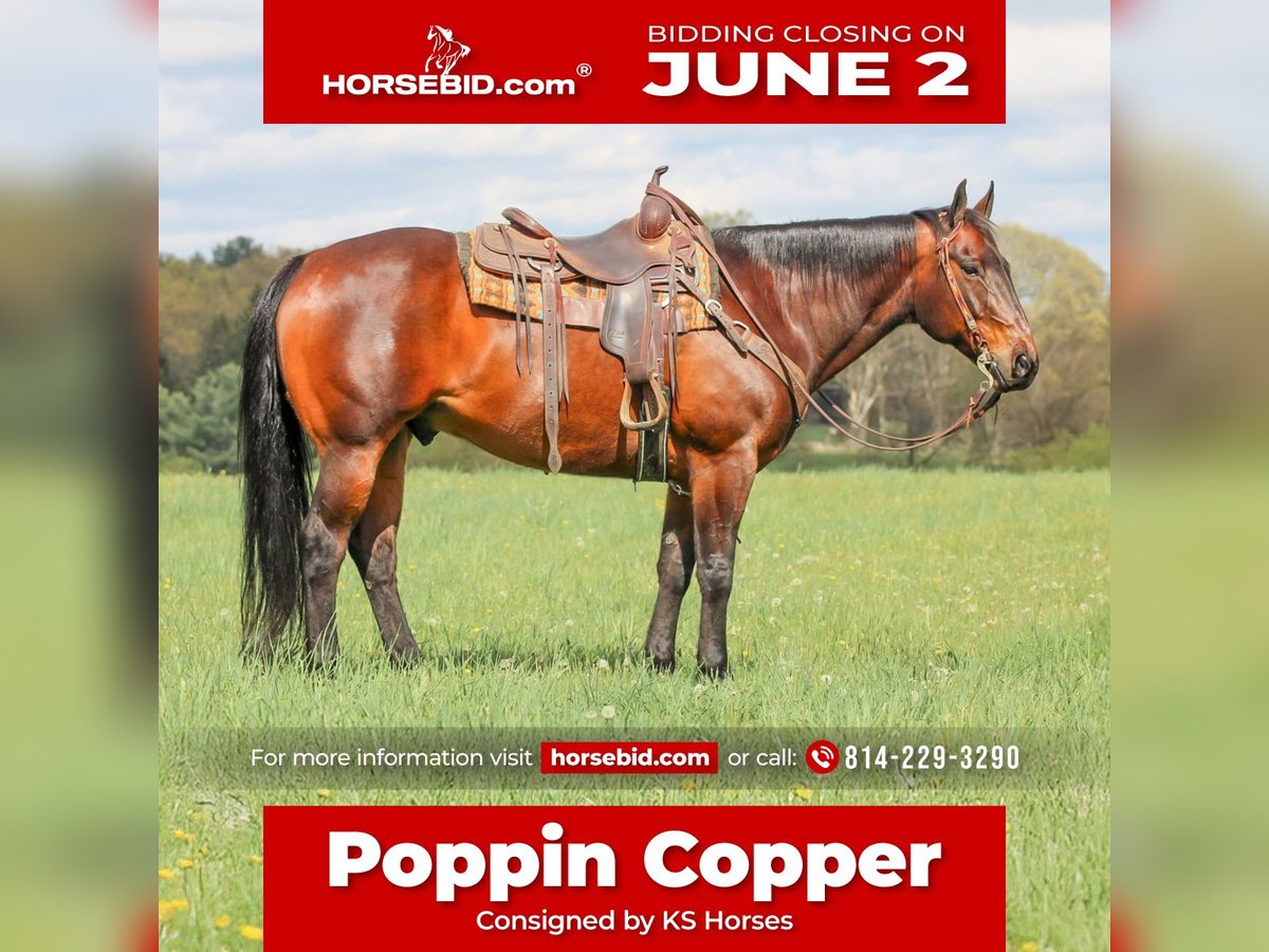 American Quarter Horse Castrone 11 Anni 152 cm Baio ciliegia in Clarion, PA