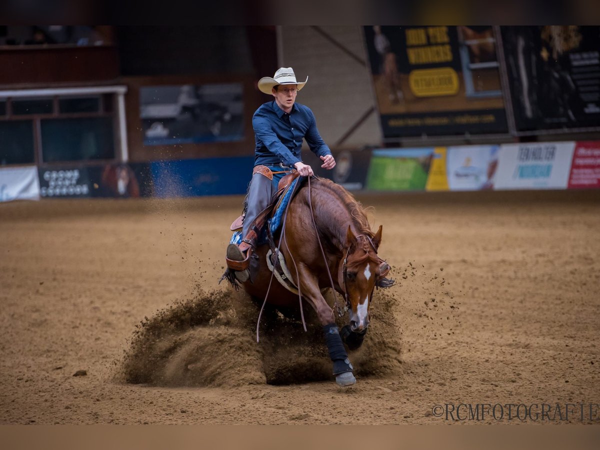 American Quarter Horse Castrone 11 Anni 152 cm Baio in Veghel