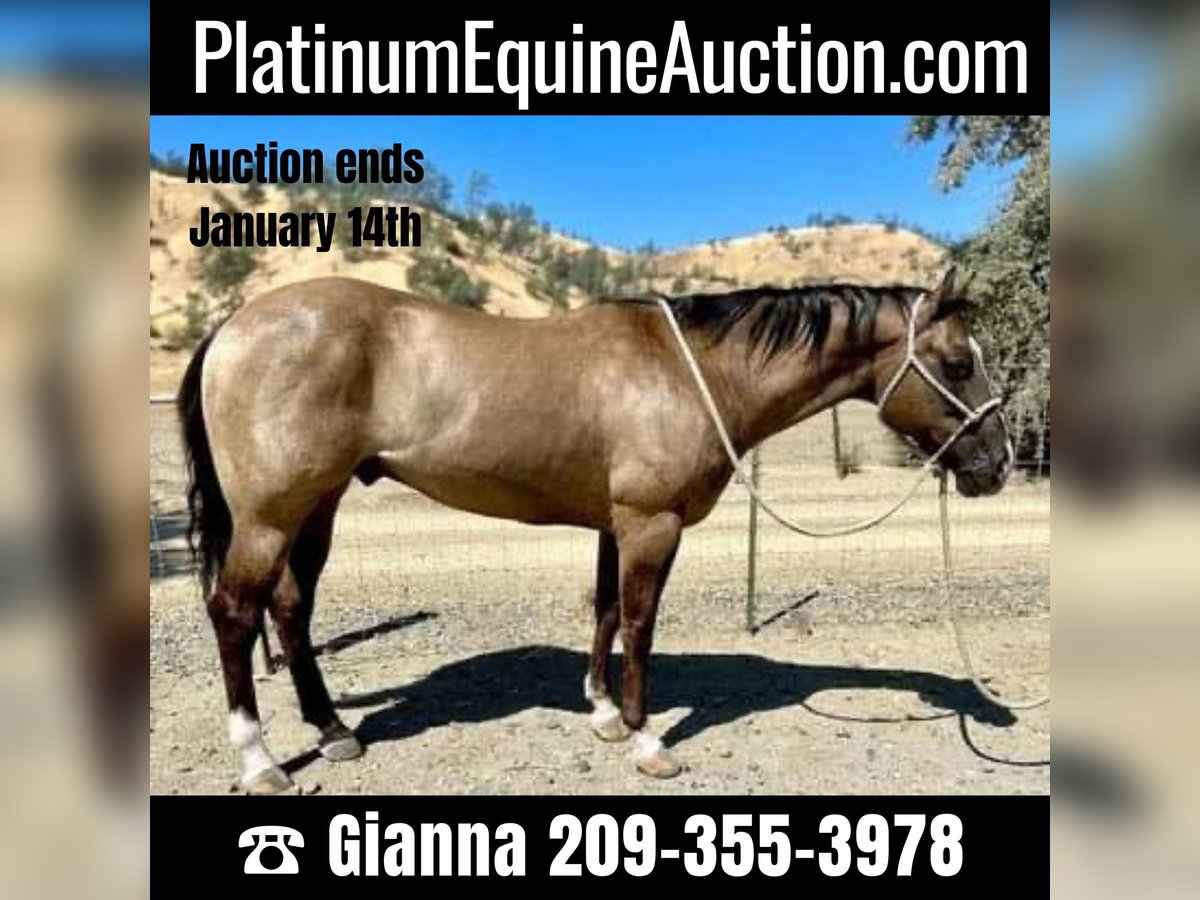 American Quarter Horse Castrone 11 Anni 152 cm Grullo in Los Banos, CA