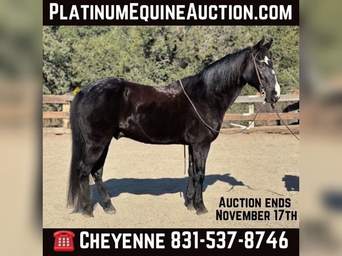 American Quarter Horse Castrone 11 Anni 152 cm Morello in Bitterwater CA