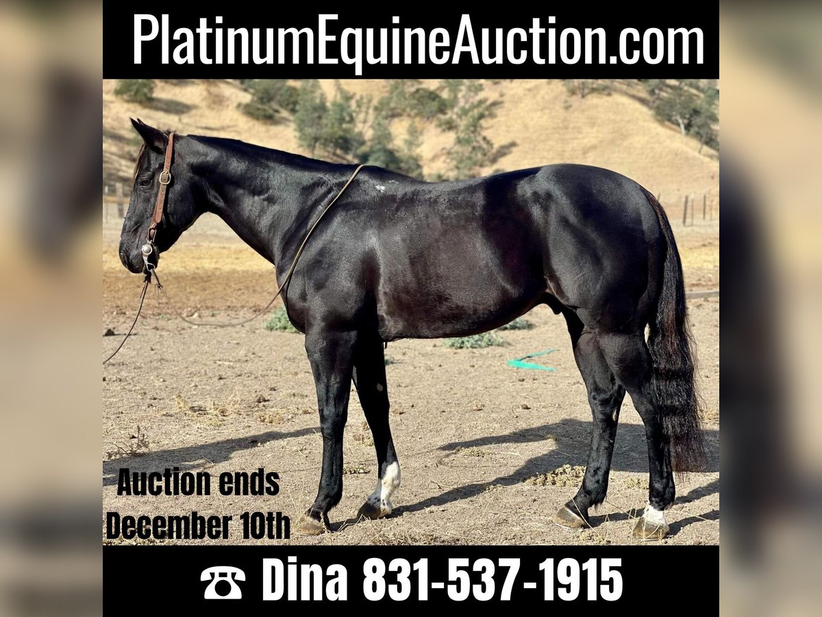 American Quarter Horse Castrone 11 Anni 152 cm Morello in Paicines, CA