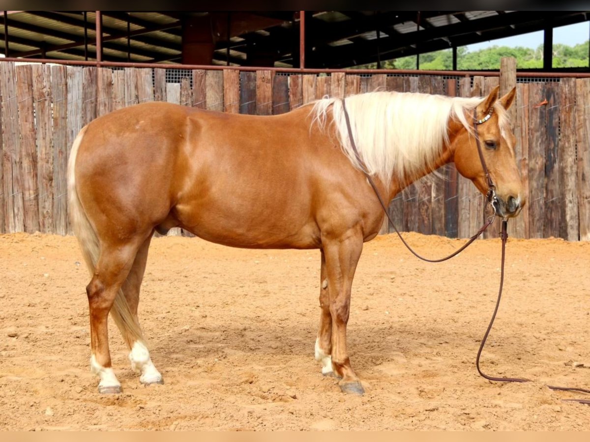 American Quarter Horse Castrone 11 Anni 152 cm Palomino in Joshua TX