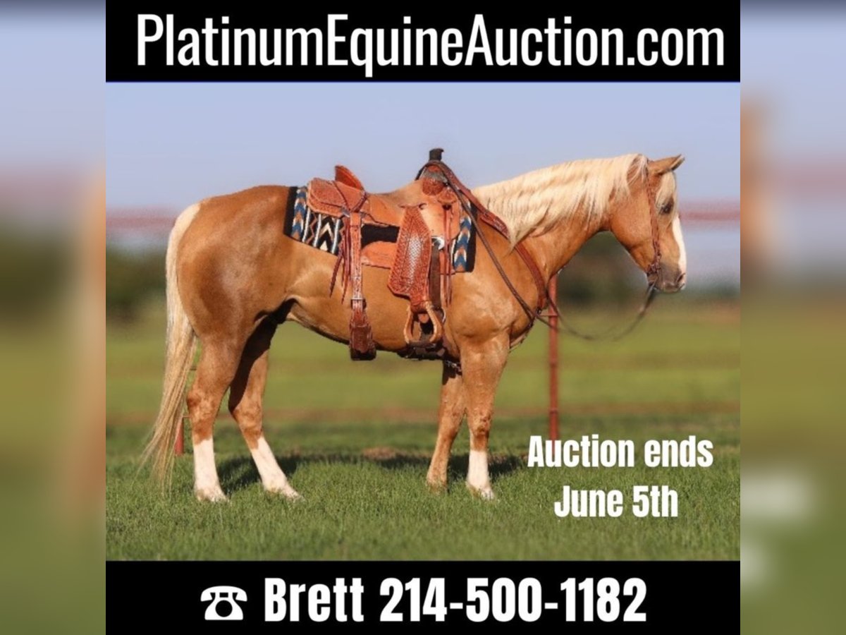 American Quarter Horse Castrone 11 Anni 152 cm Palomino in Grand Saline TX