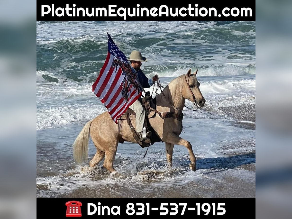 American Quarter Horse Castrone 11 Anni 152 cm Palomino in Paicines CA