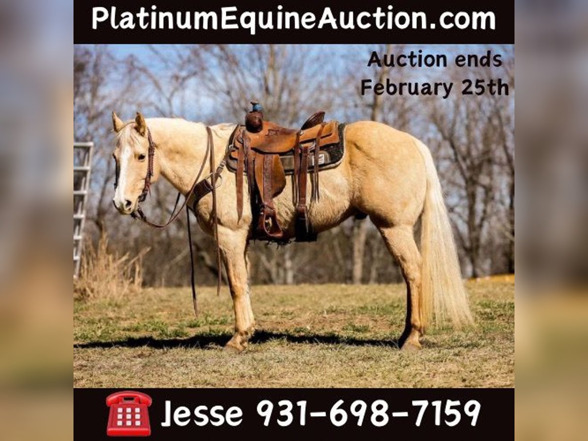 American Quarter Horse Castrone 11 Anni 152 cm Palomino in Santa Fe, TN