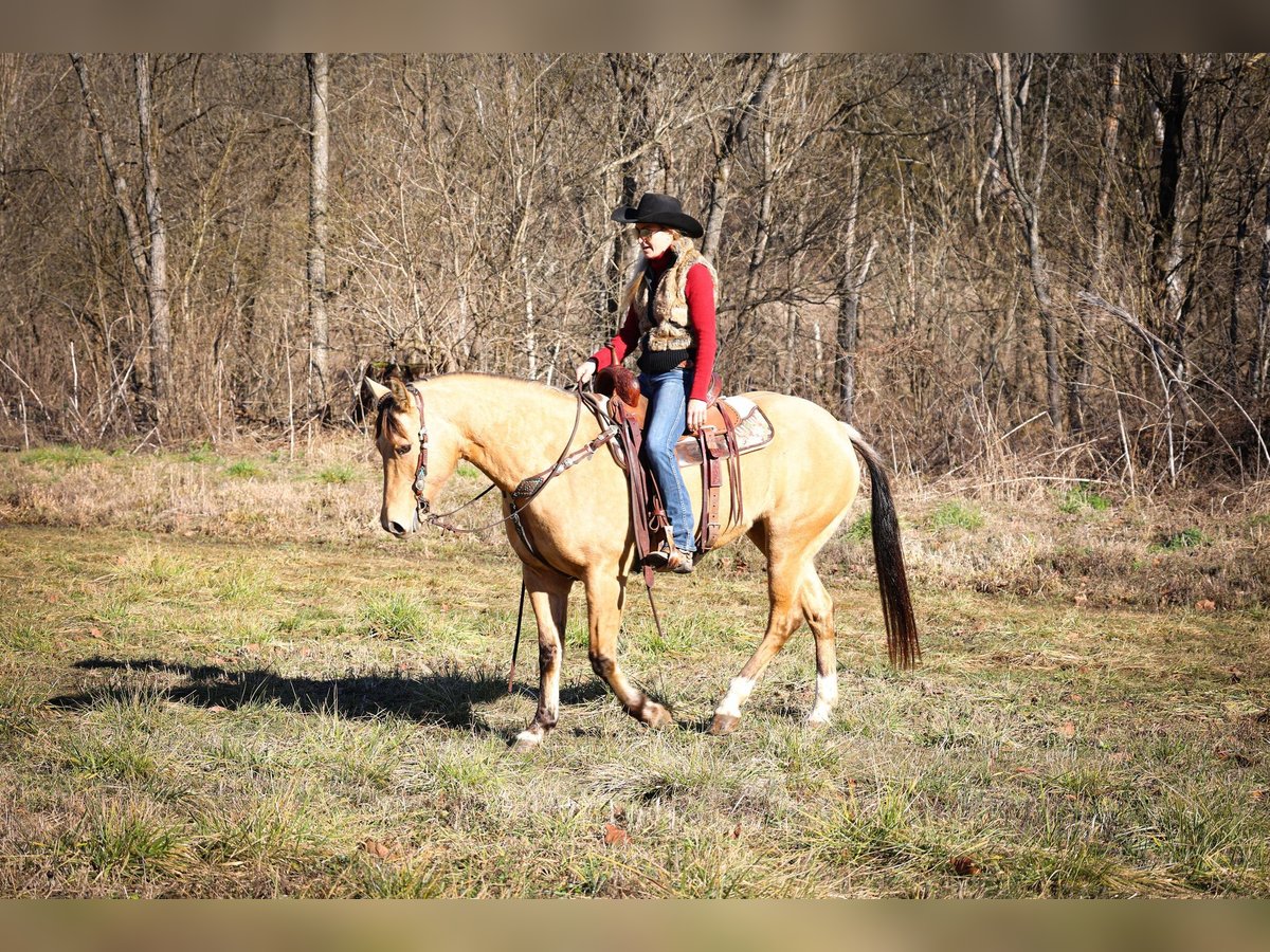 American Quarter Horse Castrone 11 Anni 152 cm Pelle di daino in Flemmingsburg KY