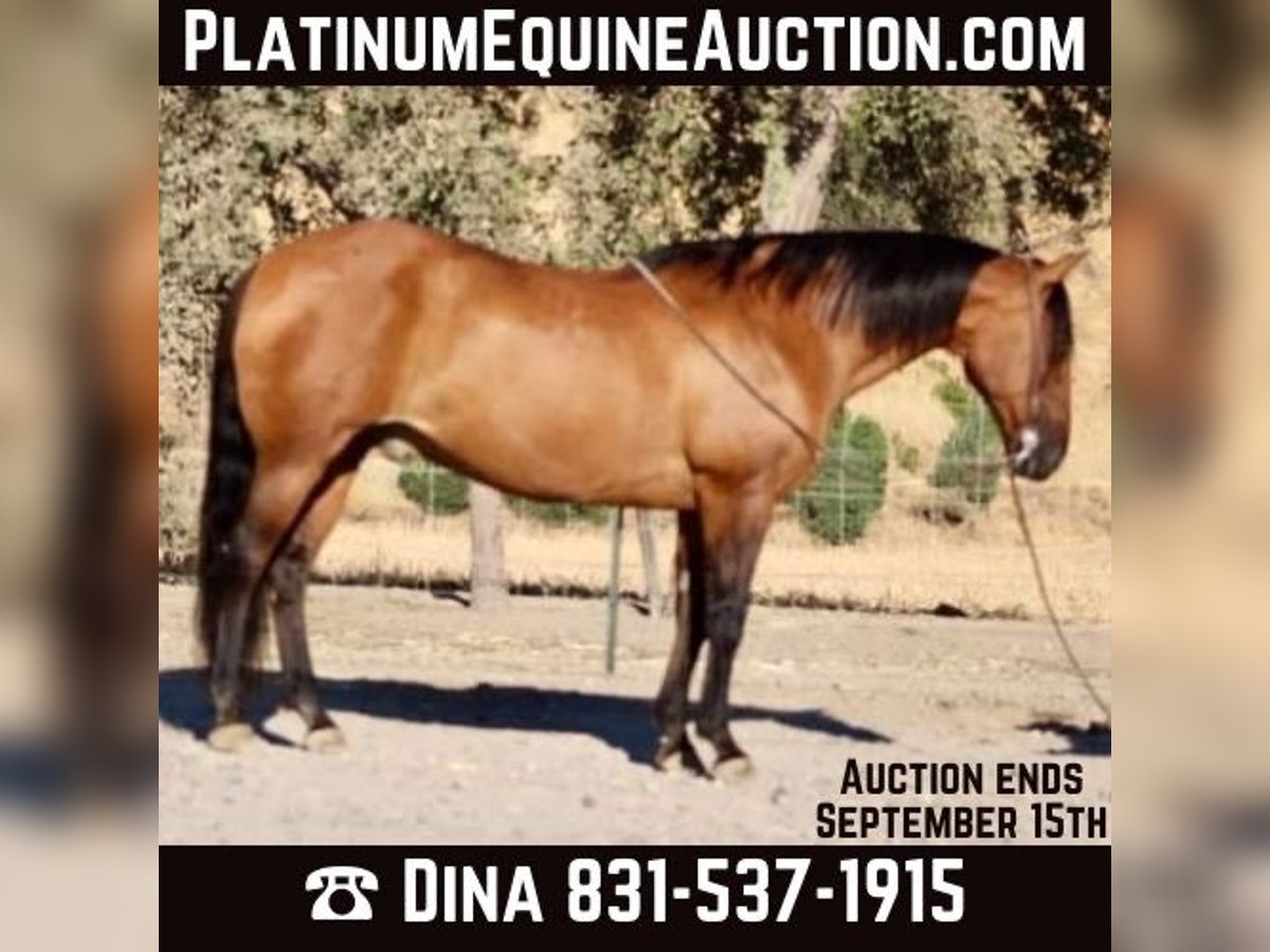 American Quarter Horse Castrone 11 Anni 152 cm Pelle di daino in Paicines CA