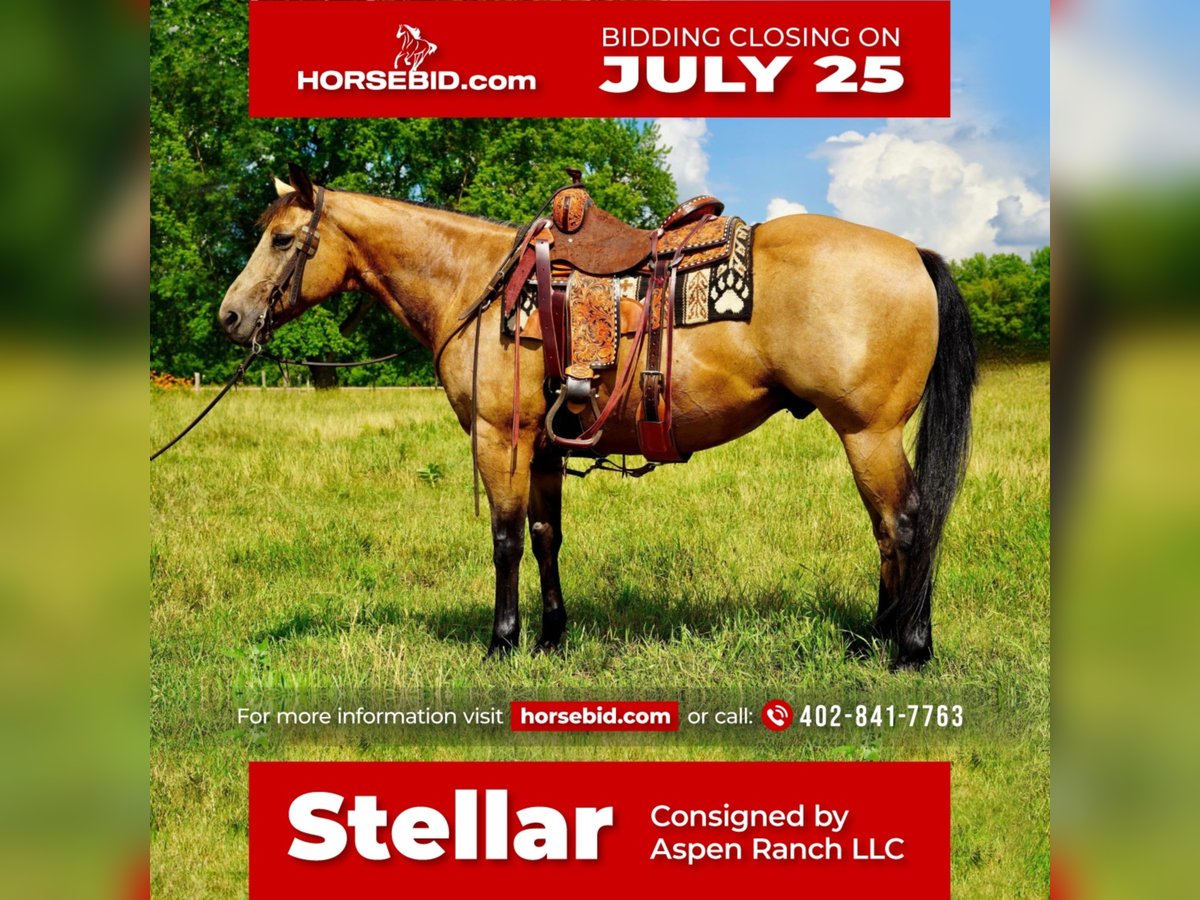 American Quarter Horse Mix Castrone 11 Anni 152 cm Pelle di daino in Valley Springs, SD