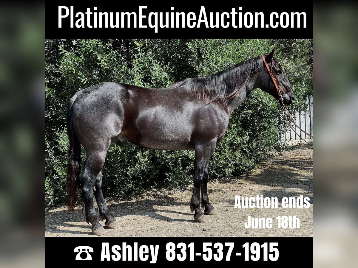 American Quarter Horse Castrone 11 Anni 152 cm Roano blu in Paicines, CA