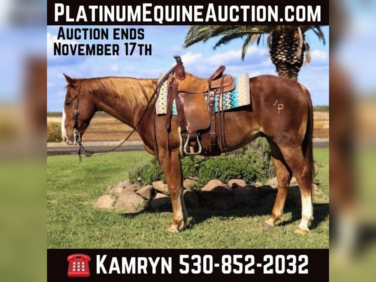 American Quarter Horse Castrone 11 Anni 152 cm Sauro ciliegia in Pleasant Grove CA