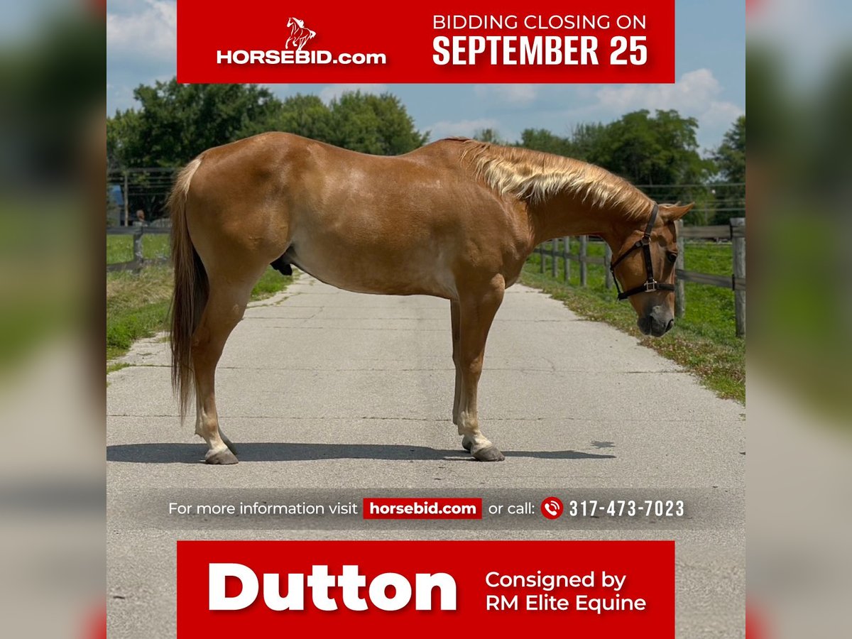 American Quarter Horse Castrone 11 Anni 152 cm Sauro ciliegia in Muncie, IN