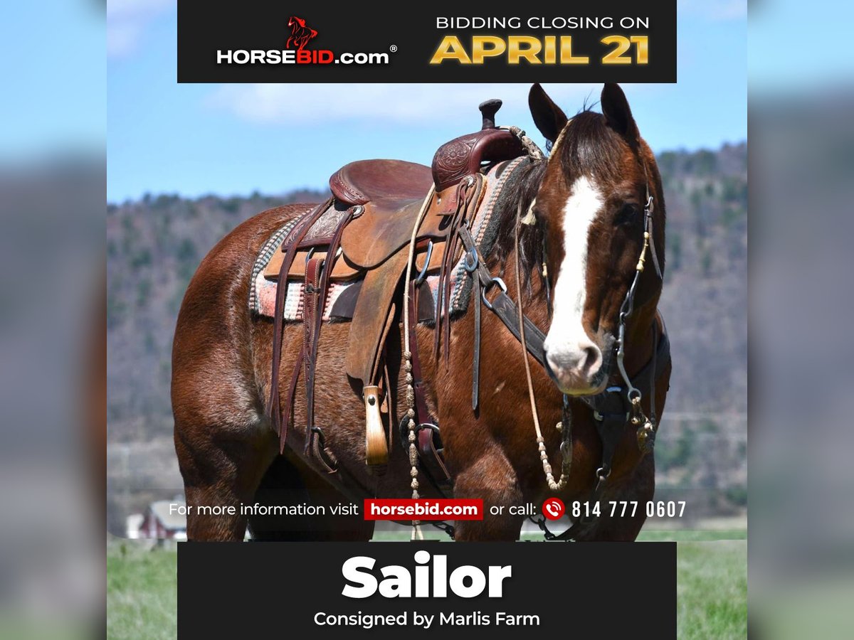 American Quarter Horse Castrone 11 Anni 152 cm Sauro scuro in Rebersburg, PA