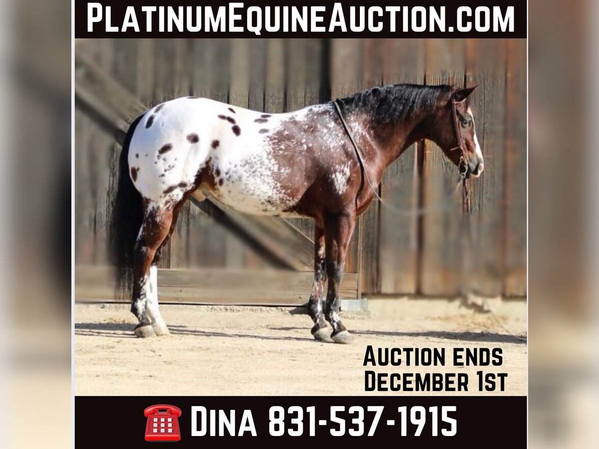 American Quarter Horse Castrone 11 Anni 155 cm Baio ciliegia in Paicines CA