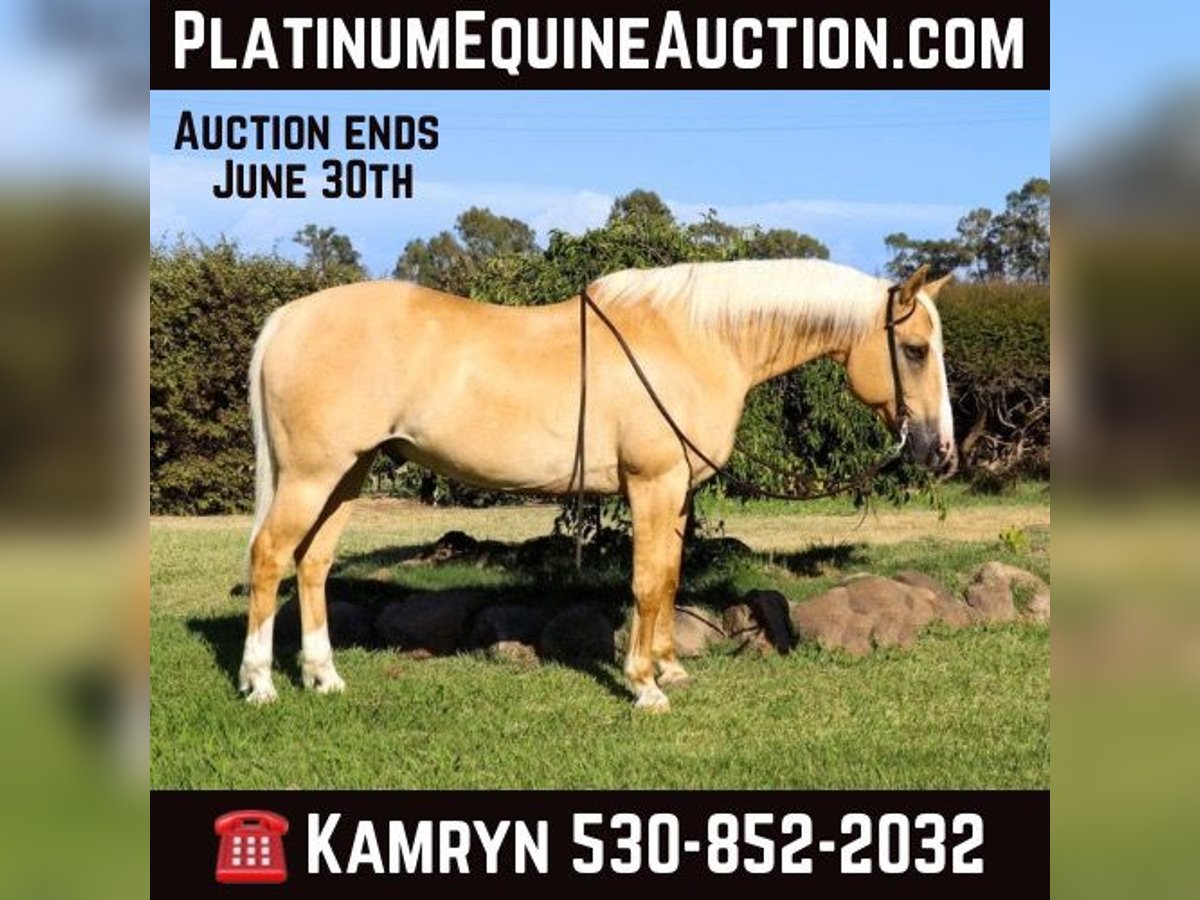 American Quarter Horse Castrone 11 Anni 155 cm Palomino in PLEASANT GROVE, CA