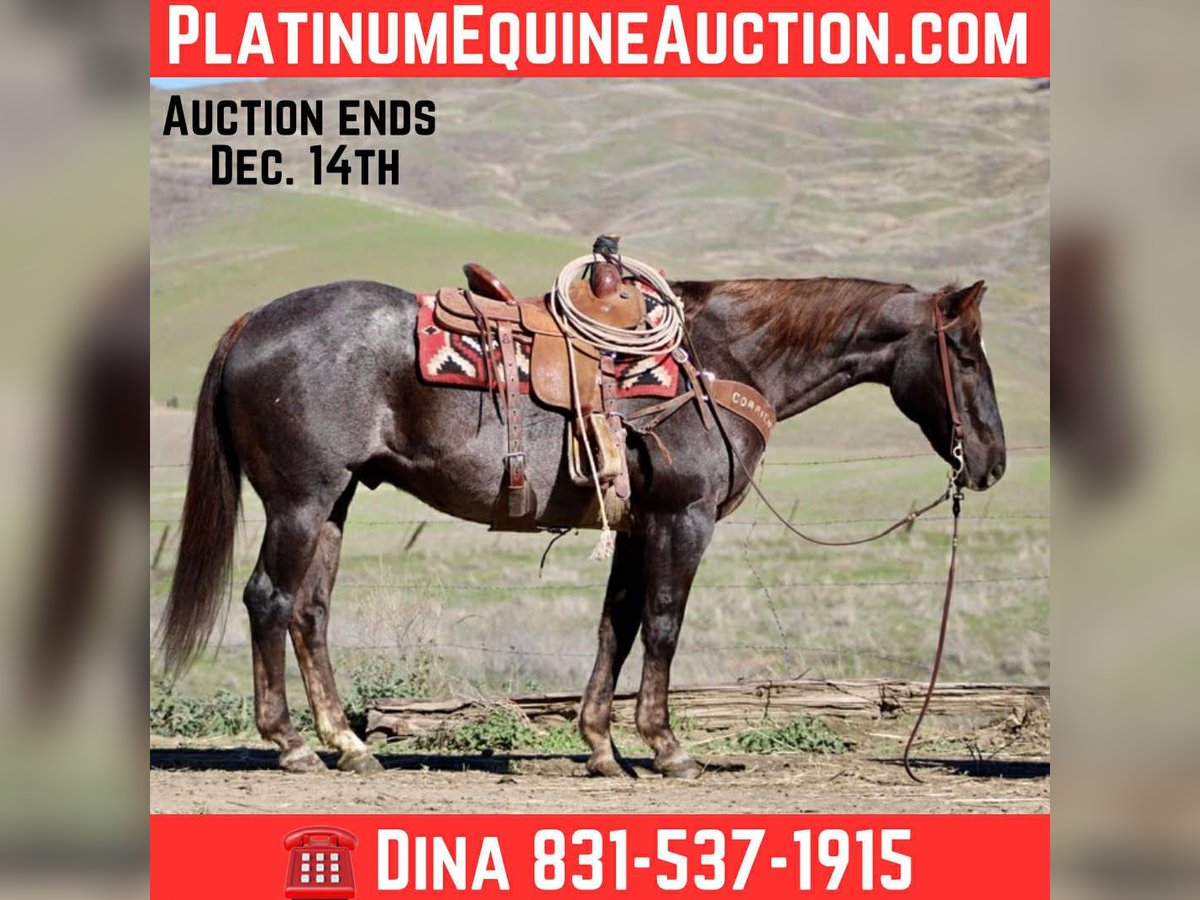 American Quarter Horse Castrone 11 Anni 155 cm Sauro scuro in Paicines CA