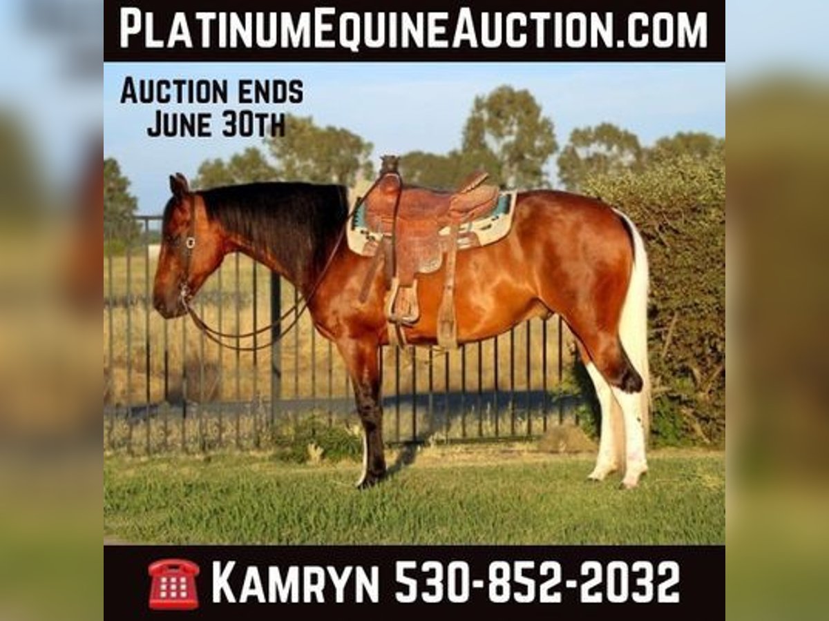 American Quarter Horse Castrone 11 Anni 157 cm Baio ciliegia in PLEASANT GROVE, CA