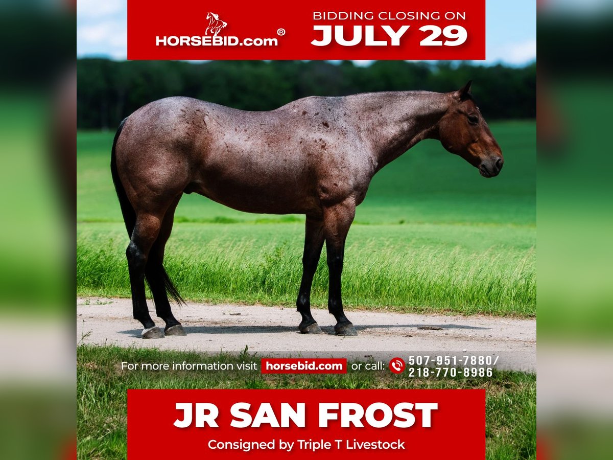 American Quarter Horse Castrone 11 Anni 157 cm Baio roano in Nevis, MN