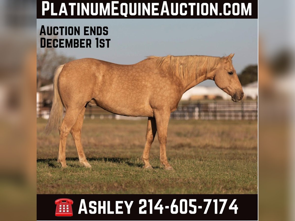 American Quarter Horse Castrone 11 Anni 157 cm Palomino in Weatherford Tx