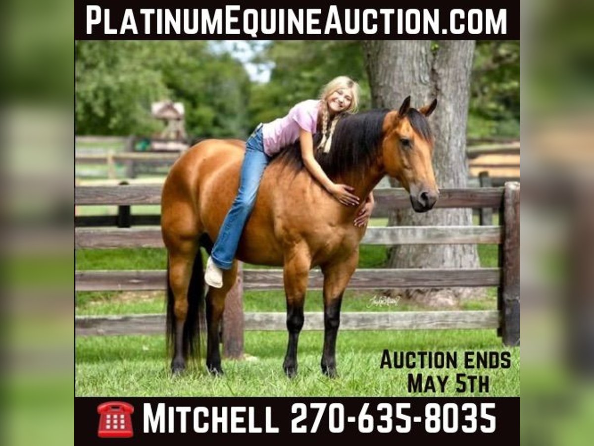 American Quarter Horse Castrone 11 Anni 157 cm Pelle di daino in Madisonville KY