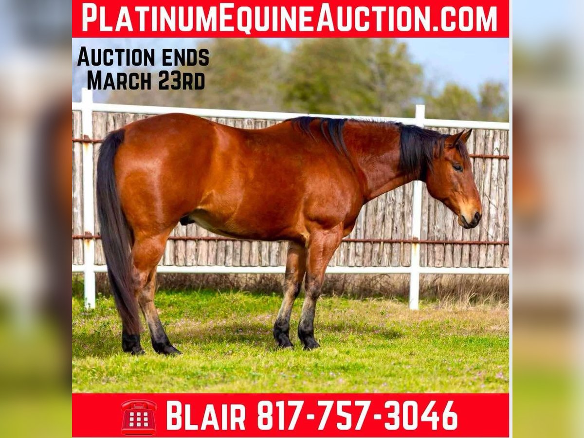 American Quarter Horse Castrone 11 Anni 160 cm Baio ciliegia in Weatherford TX