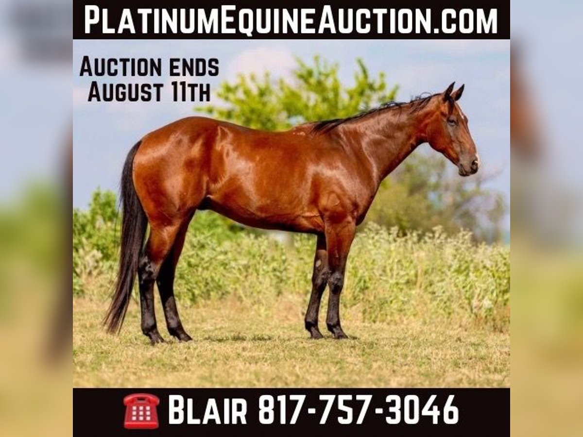 American Quarter Horse Castrone 11 Anni 160 cm Baio ciliegia in Weatherford TX