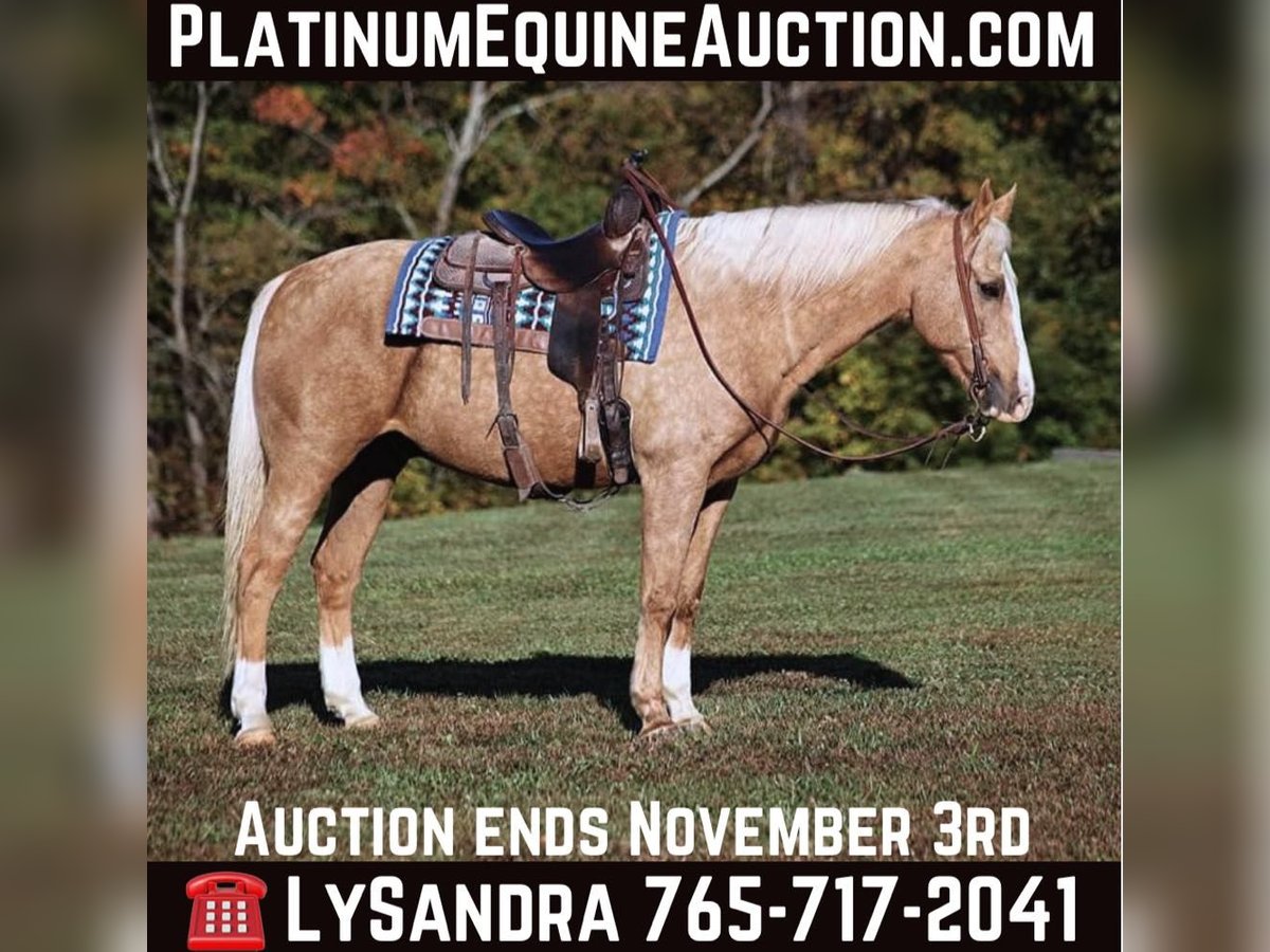 American Quarter Horse Castrone 11 Anni 160 cm Palomino in Brodhead, KY