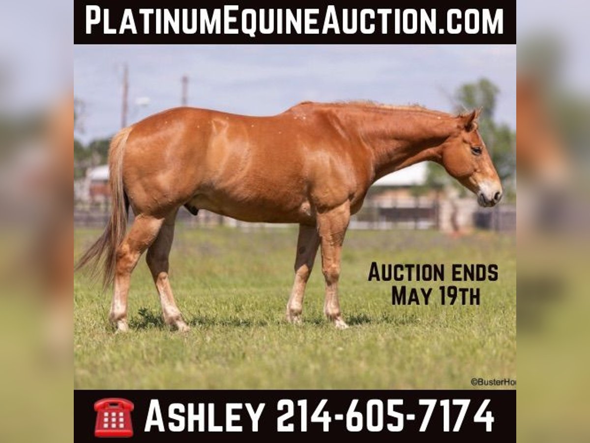 American Quarter Horse Castrone 11 Anni 160 cm Sauro ciliegia in Weatherford TX