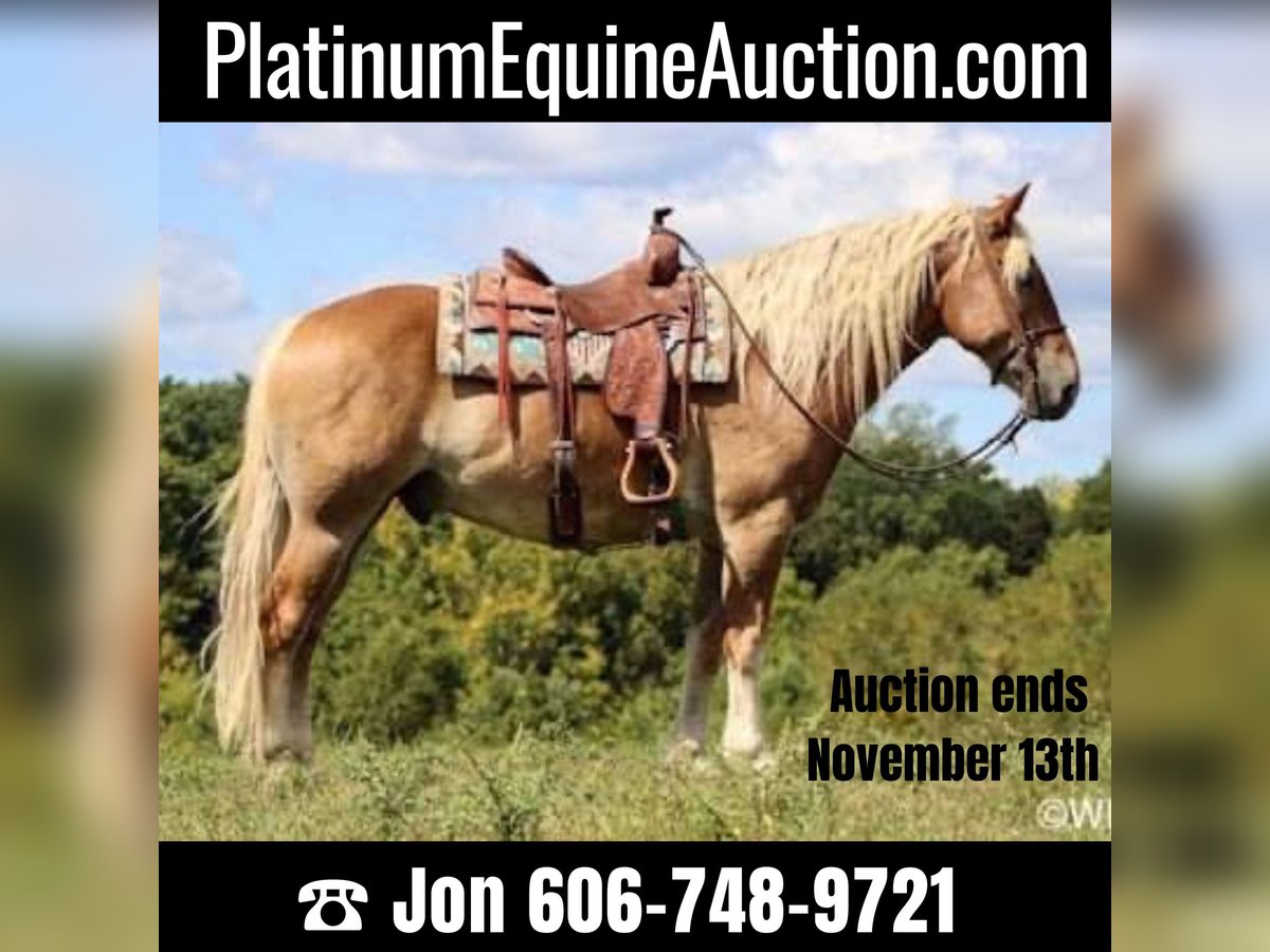 American Quarter Horse Castrone 11 Anni 160 cm Sauro ciliegia in Brookesville KY