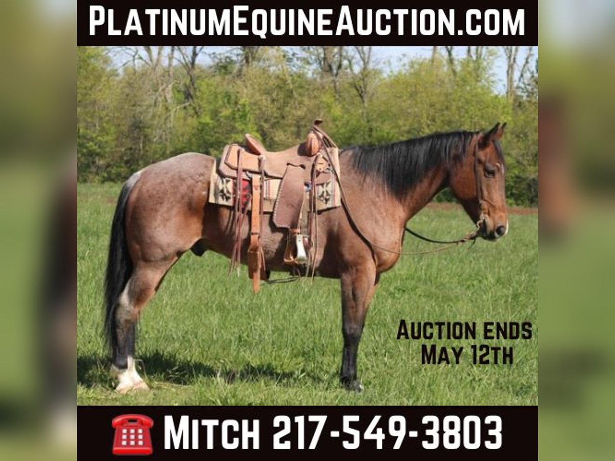 American Quarter Horse Castrone 11 Anni 165 cm Baio roano in Charleston IL