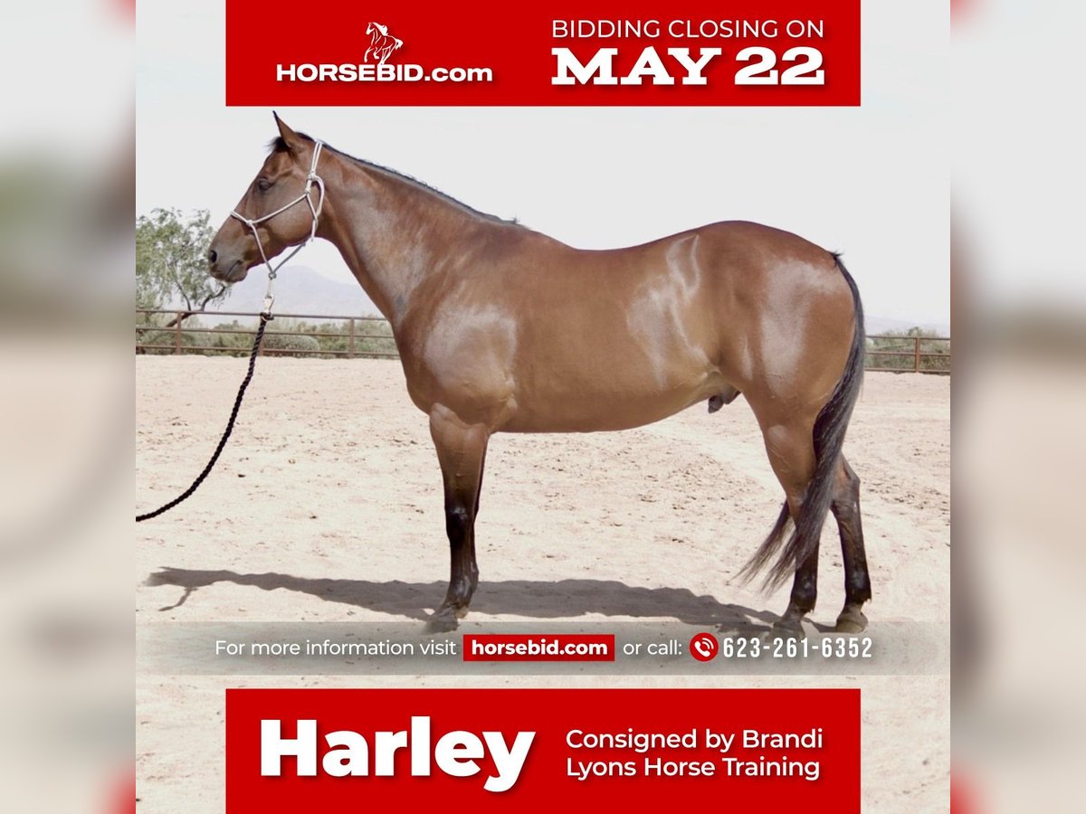 American Quarter Horse Castrone 11 Anni Baio ciliegia in Scottsdale, AZ