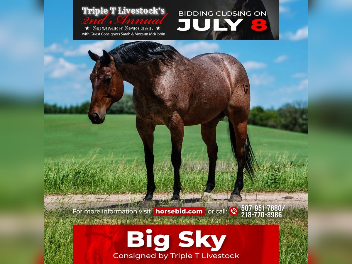 American Quarter Horse Castrone 11 Anni Baio roano in Nevis, MN