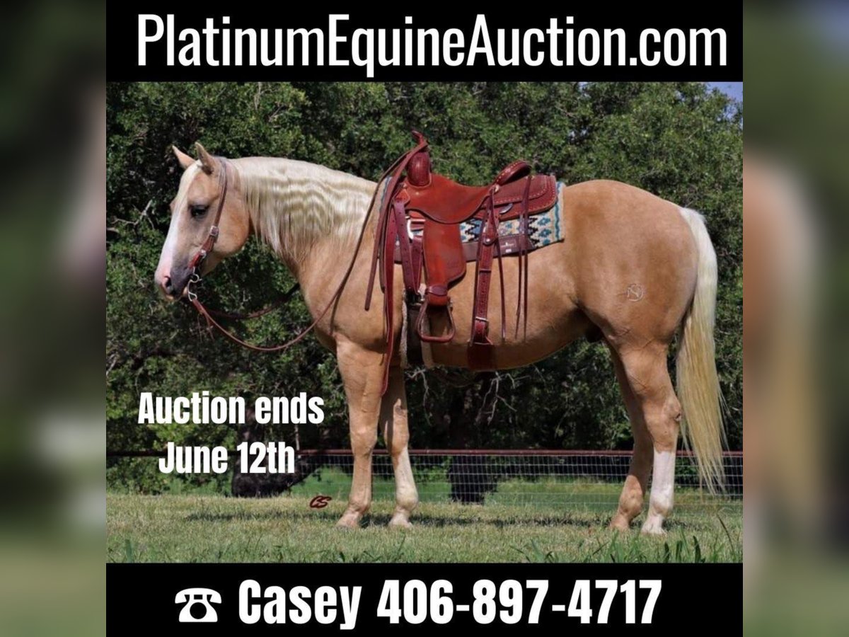 American Quarter Horse Castrone 11 Anni in Jaxksboro TX