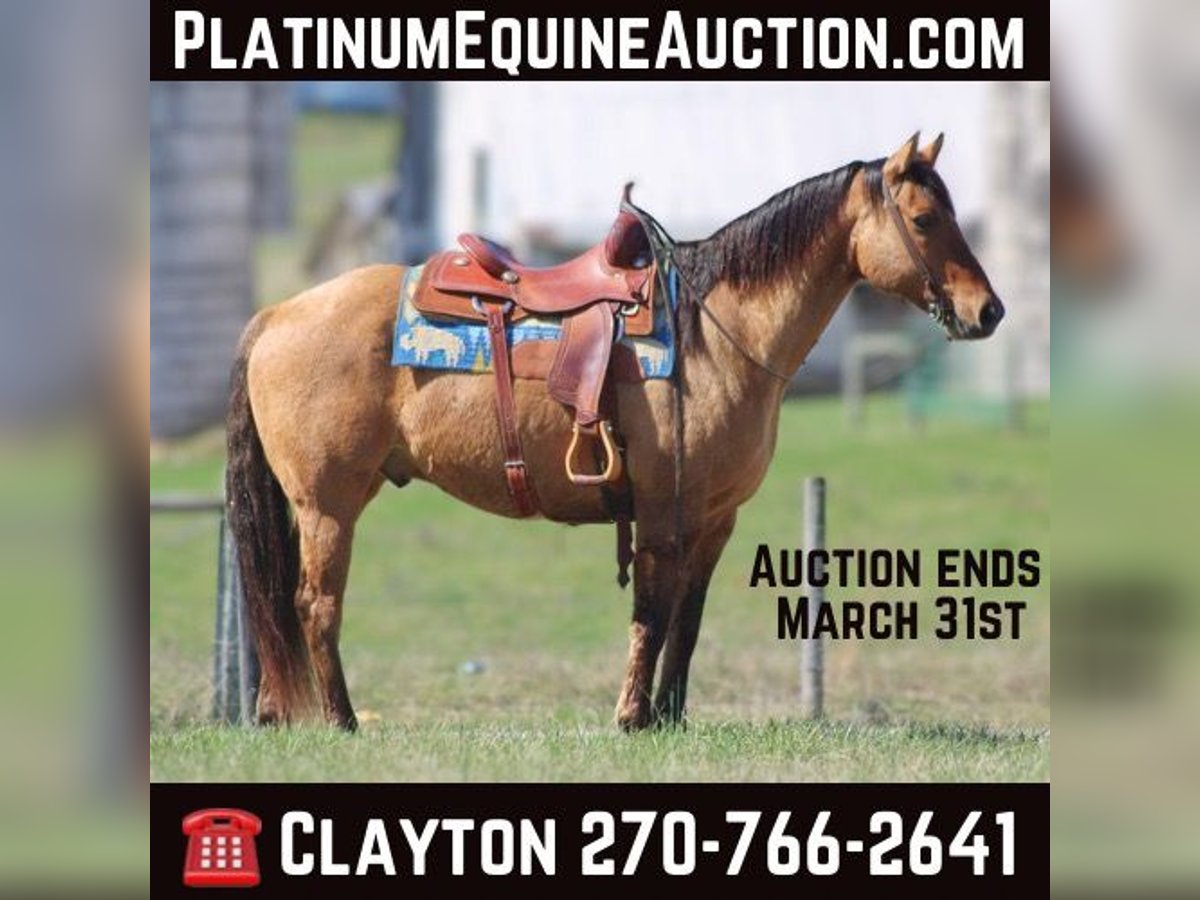 American Quarter Horse Castrone 11 Anni Pelle di daino in Sonora KY