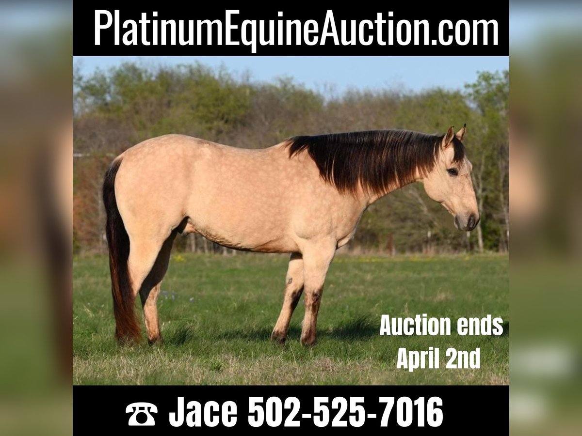 American Quarter Horse Castrone 11 Anni Pelle di daino in Waco TX