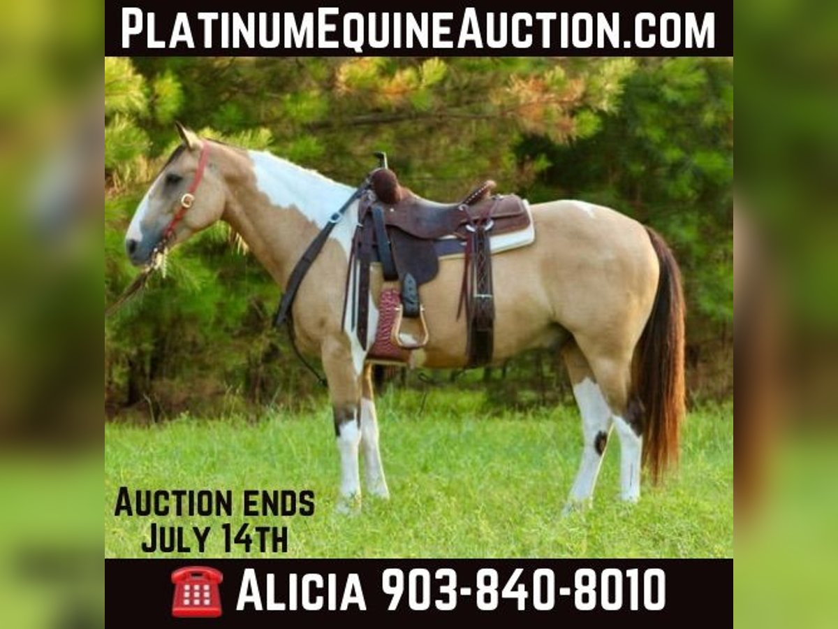 American Quarter Horse Castrone 11 Anni Tobiano-tutti i colori in Willis Point TX