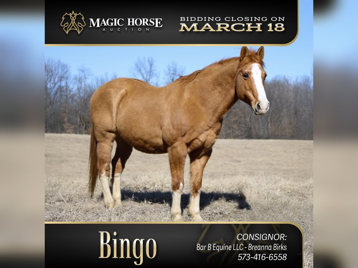 American Quarter Horse Castrone 12 Anni 142 cm in Atlanta