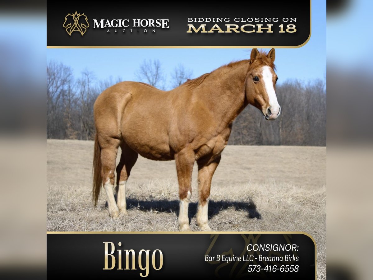 American Quarter Horse Castrone 12 Anni 142 cm Red dun in Atlanta