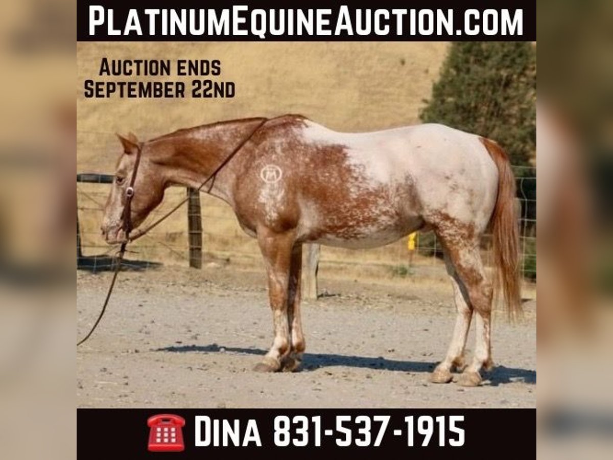 American Quarter Horse Castrone 12 Anni 142 cm Sauro scuro in Paicines CA